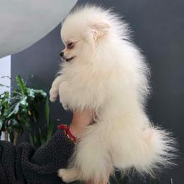 Paris - Cream female Pomeranian puppy in Moody, Texas from Luxury Pets of Central Texas