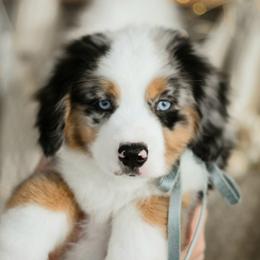 FIGG - Blue merle male Miniature American Shepherd puppy in Pasco, Washington from ROCK CREEK