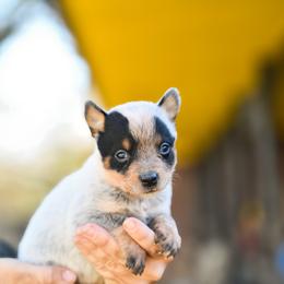 -Girl 2 - Blue female Australian Cattle Dog puppy in Kaufman, Texas from Emberwick Ranch
