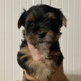 Assorted Doodle Crosses, Double Doodle, Maltipoo, Morkie, and Yorkipoo Puppies from Danza Bolo