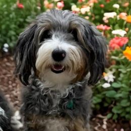Nova - Bernedoodle
