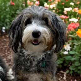 Nova - Bernedoodle