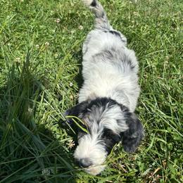 Merle - Merle-sable male Saint Berdoodle puppy in Batavia, Ohio from Donciedoodlesohio.com