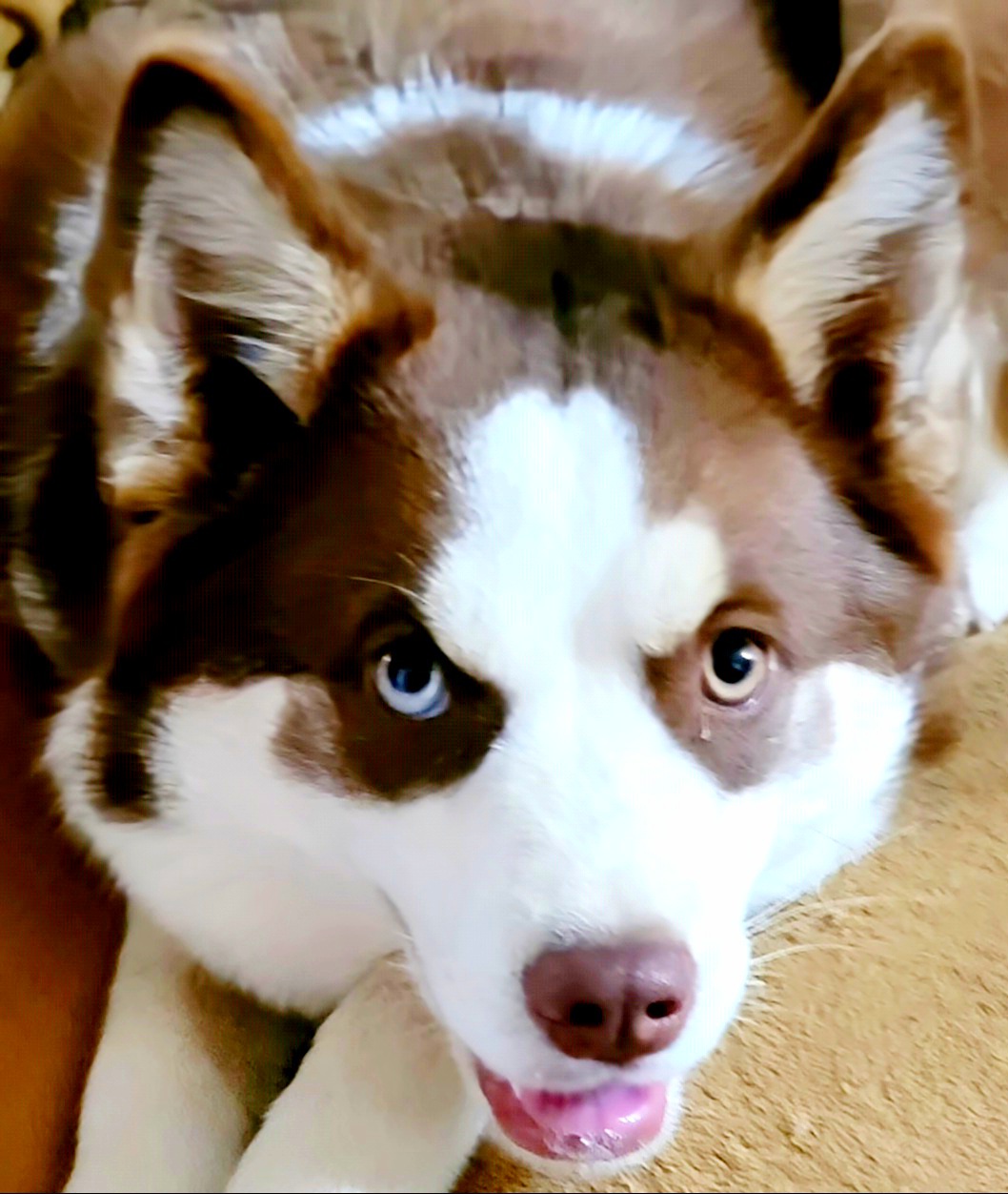 Cassia - Pomsky