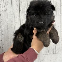 Trixie orange - Black and red male German Shepherd puppy in Herrick, South Dakota from Dakota Shepherds Kennels