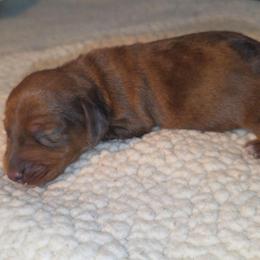 Chocolate based red dapple - Dapple female Dachshund puppy in West Plains, Missouri from Spring Creek Dachshunds