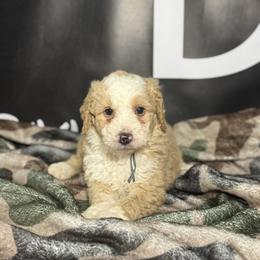 SIG - Red male Bernedoodle puppy in Corpus Christi, Texas from The Henke Doodles