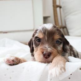 GUARDIAN HOME NEEDED IN SAVANNAH GEORGIA - Merle male Goldendoodle puppy in Savannah, Georgia from Vino and Vespa Doodles