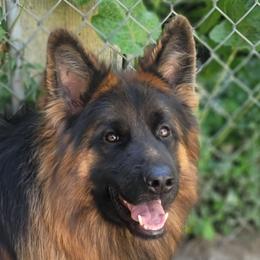 Caliber - German Shepherd