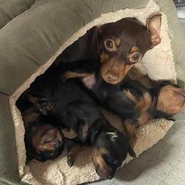 Marley - Miniature Pinscher