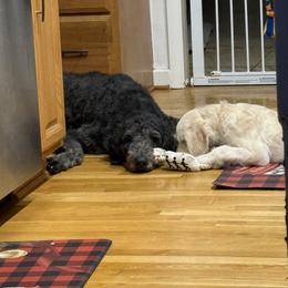 Double Doodle Puppies from Móraí’s Doodles