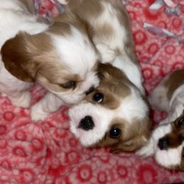 Cavalier King Charles Spaniel Puppies from Cassie’s Cavaliers