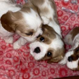 Cavalier King Charles Spaniel Puppies from Cassie’s Cavaliers