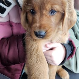 Golden Retriever Puppies from SK Golden Retrievers