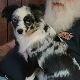Tango - Toy Australian Shepherd