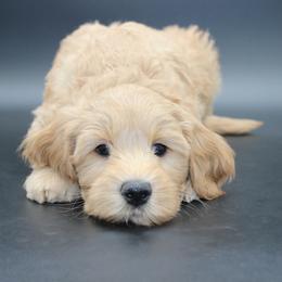 Wally the Great - Gold male Australian Cobberdog puppy in Bellingham, Minnesota from Whispering Prairie Australian Cobberdog