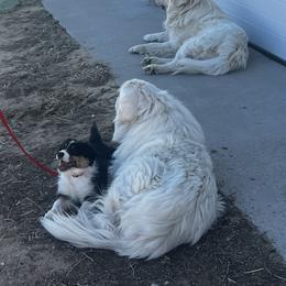 Australian Shepherd and Miniature American Shepherd Puppies from Alolan Angel Aussies