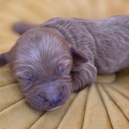 Nick - Red  male Goldendoodle puppy in Decatur, Tennessee from Diamond's Doodles