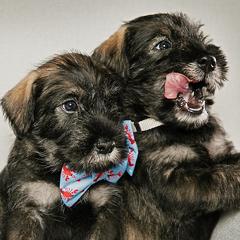 Standard Schnauzers from Kinobi Standard Schnauzers