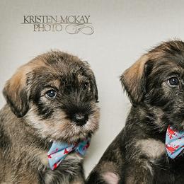 Standard Schnauzers from Kinobi Standard Schnauzers
