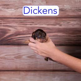 Dickens - Phantom male Goldendoodle puppy in Calhoun, Georgia from Happy Top Doodles