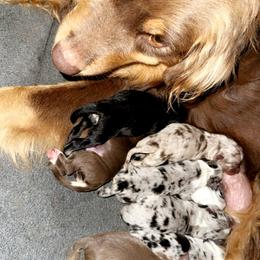 Australian Shepherd Puppies from South Dakota Creekside Australian Shepherds