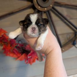 Sweet Leo - Red and white male Shih Tzu puppy in Poultney, Vermont from Morgan's Shih Tzus