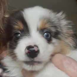 Toy Australian Shepherd puppies from Royal Spur Aussies