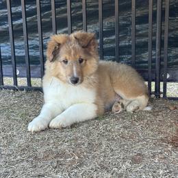 Sable Boy 3 - Sable and white male Shetland Sheepdog puppy in Shirley, Arkansas from Lucky Pups