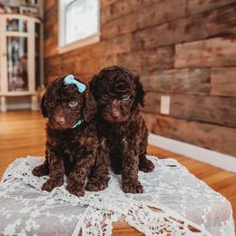 Bernedoodle and Poodle Puppies from Miranda’s Sunshine Poodles and Doodles
