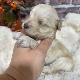 Armani - Wheaten male Miniature Schnauzer puppy in Lufkin, Texas from C&K’s Schnauzer House