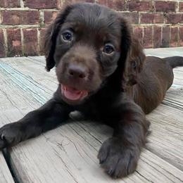 Boykin Spaniels from T3 Kennel