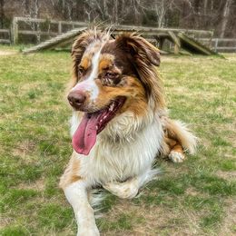 Australian Shepherds from K&A Farms