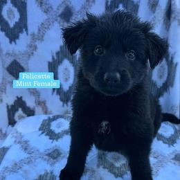 Felicette - Black female German Shepherd puppy in New Cambria, Missouri from Des Hausraben Shepherds