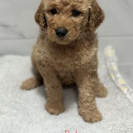 Goldendoodle Puppies from A&B Doodles