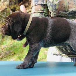 Cody - Liver roan male German Shorthaired Pointer puppy in Redding, California from Macushla Kennel