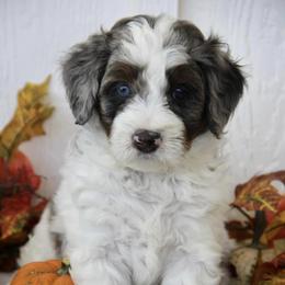 Bernedoodle and Cockapoo Puppies from Waggle Doodles