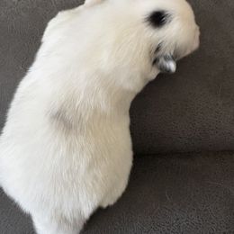 Pomeranian Puppies from Royal Pomeranians