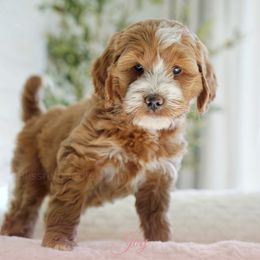 JOY - Red  Goldendoodle puppy in Vancouver, Washington from Blissful Doodles