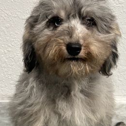 Lainey - Blue merle female Aussiedoodle puppy in Winnsboro, Texas from Happy Hollow Ranch