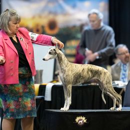Emma - Whippet