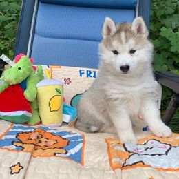Siberian Husky Puppies from Canace Siberians
