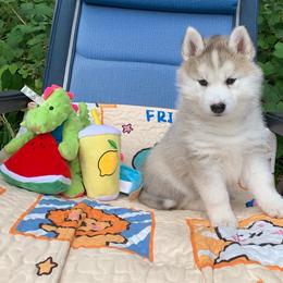 Siberian Husky Puppies from Canace Siberians