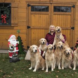 Golden Retrievers from Pennys Goldens