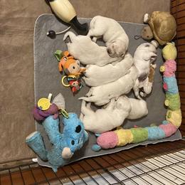 Golden Retriever Puppies from Golden Retriever Street