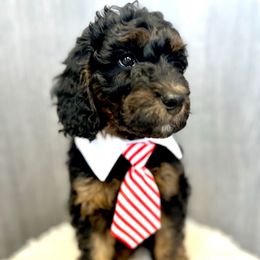 Smith (Granny Smith) - Phantom male Goldendoodle puppy in Holly Springs, Georgia from Libby Lou’s Goldendoodles