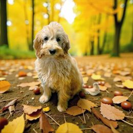 Tyrion Lancaster - Red  male Goldendoodle puppy in Bells, Texas from Partridge Doodles and Poodles