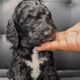 Yule Gentleman - Black male Poodle puppy in Corona, California from Garden Of Poodles