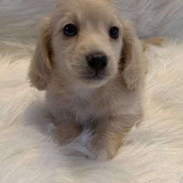 Dachshund Puppies from Gooddach’s Dachshunds