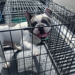 Benji - French Bulldog